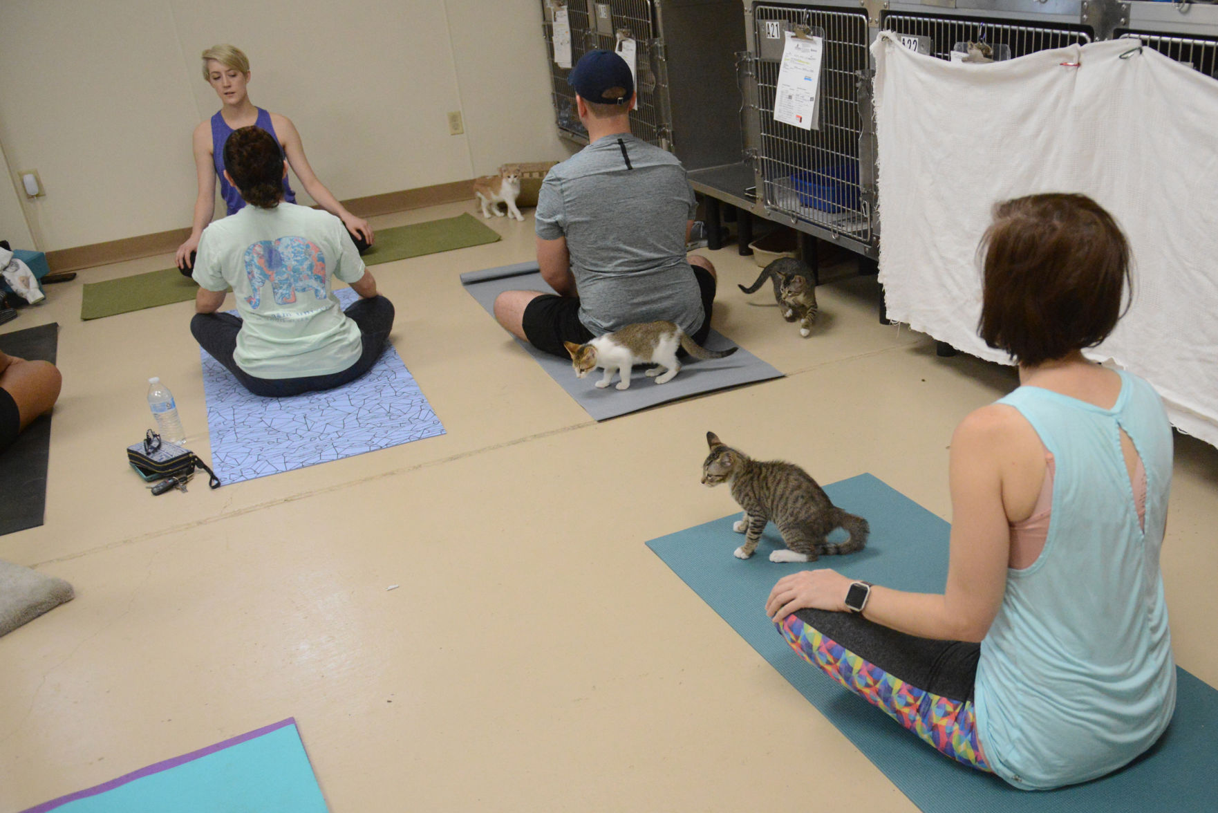 Cat Yoga at Aggieland Humane Society